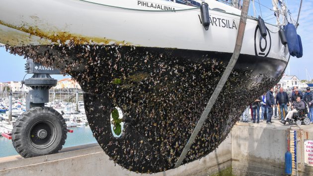 A yacht hull being lifted out of the water covered in goose barnacles
