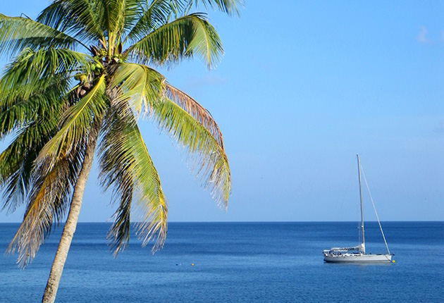 A yacht anchored in a bay with a palm tree