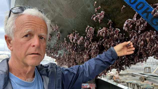 Jeremy Bagshaw believes he first picked up the gooseneck barnacles in the Cape Verdes. Despite cleaning them off, they returned which meant Olleanna had to be hauled out in Hobart. Credit: D&JJ/GGR 2022