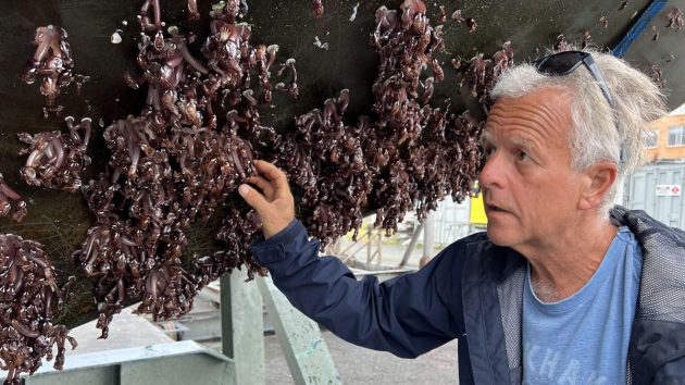 A man looking at the bottom of a boat covered in barnacles