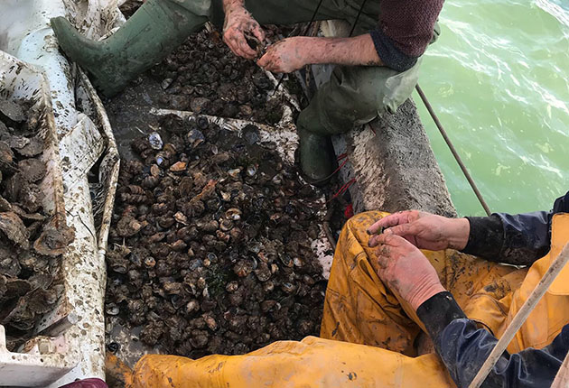 Sorting native oysters from rock oysters in a messy job