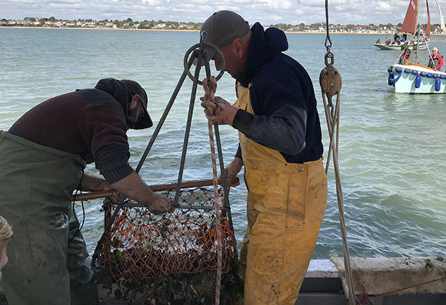 Hauling in a dredge filled with oysters, slipper limpets, starfish and much more besides