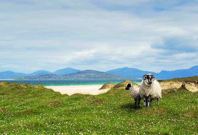 Sheep on machair, Traigh Scarista beach, Isle of Harris, Outer Hebrides, Scotland.