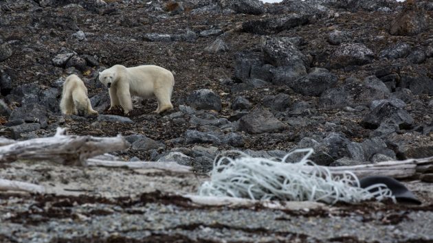 A thin polar bear on a rock foreshore in Svalbard, one of the casualties of climate change
