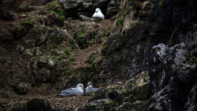 Birds nestling in a cliff