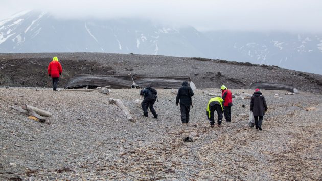 People walking along a rocky beach in Svalbard gathering plastic