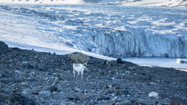 A reindeer walking close to a glacier. Climate change and the shrinking ice means it is on the polar bears' menu