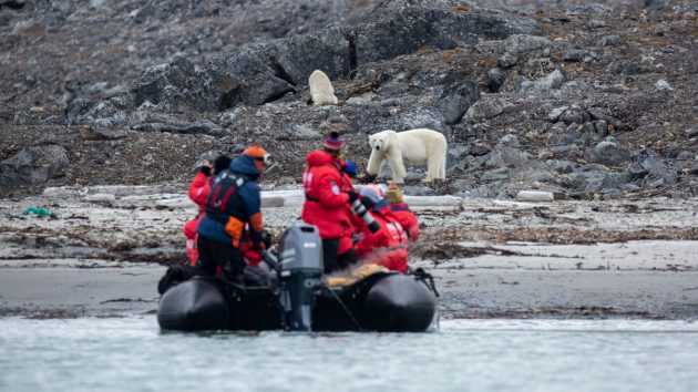 white polar bears approach people in a dinghy. Climate change and the destruction of the ice mean they are struggling for food
