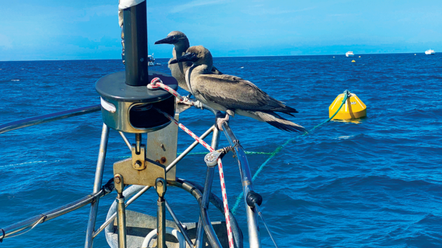 Stowaways while on a mooring at Ashmore Reef