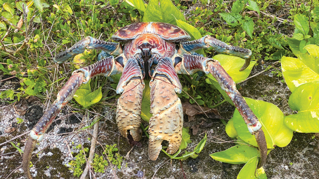 A giant coconut crab on Christmas Island