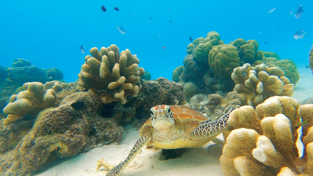 A curious turtle on the Cocos Islands